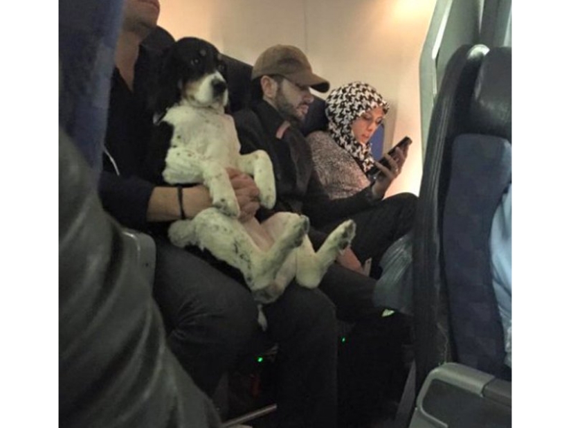 20 funniest and most unusual animal-air passengers 20 funniest and most unusual animal-air passengers