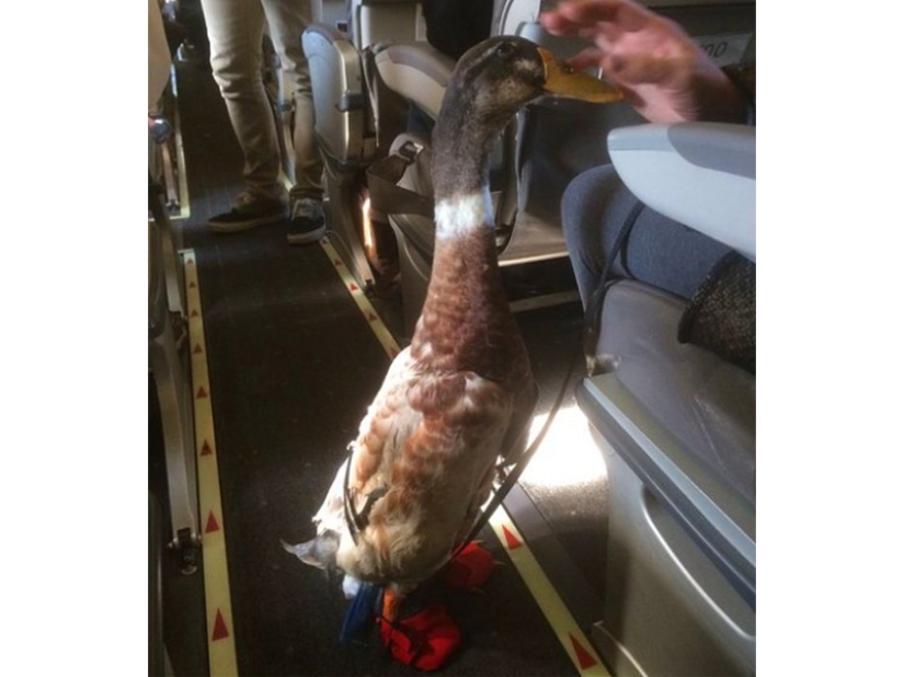20 funniest and most unusual animal-air passengers 20 funniest and most unusual animal-air passengers