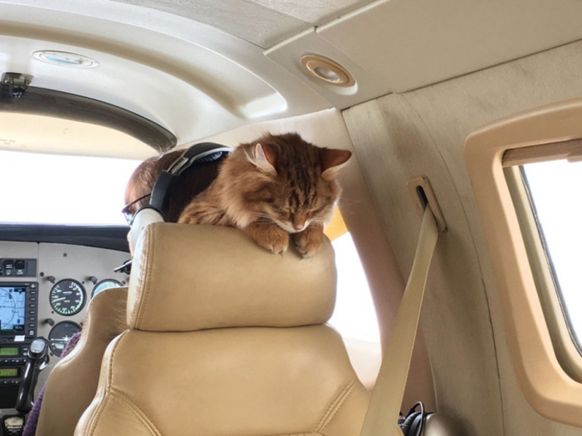 20 funniest and most unusual animal-air passengers 20 funniest and most unusual animal-air passengers