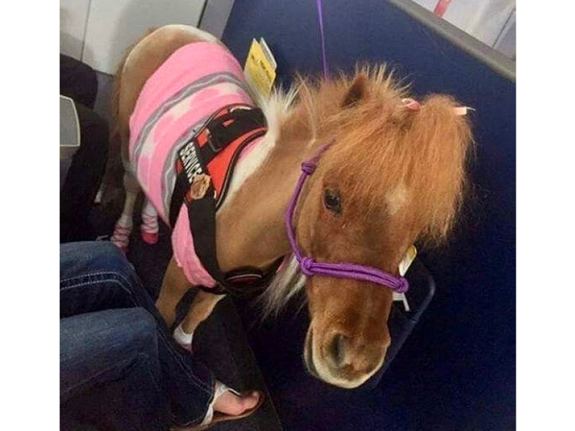 20 funniest and most unusual animal-air passengers 20 funniest and most unusual animal-air passengers