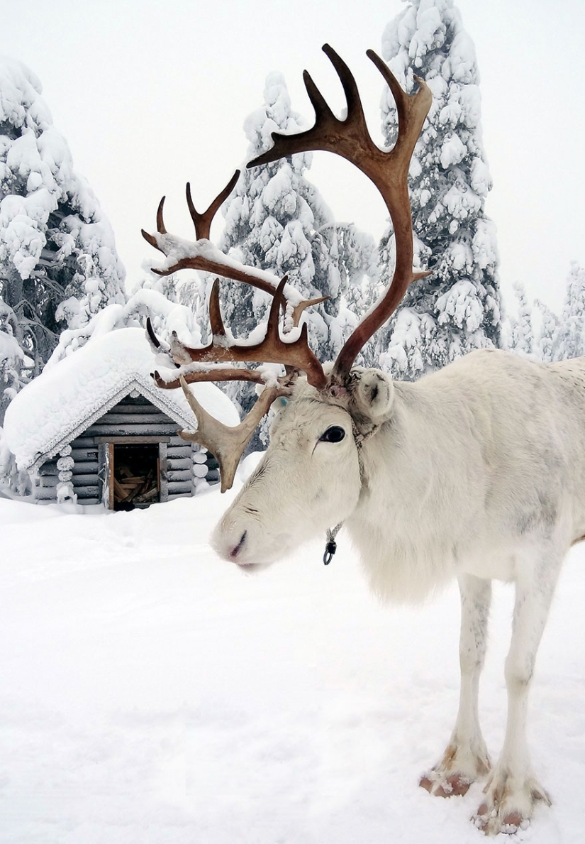 20 reasons why Lapland is the most magical place to celebrate the New Year