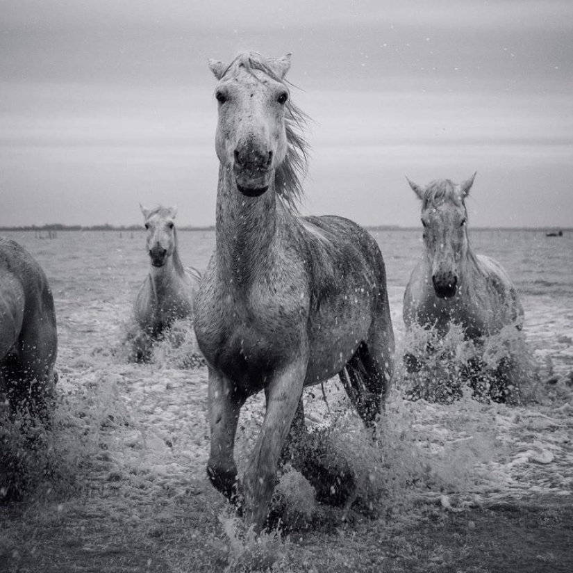 20 sincere pictures from the contest for the best photo of the year from Instagram, which have a special power 20 sincere pictures from the contest for the best photo of the year from Instagram, which have a special power