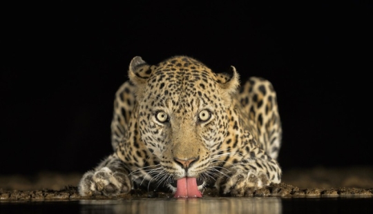 20 stunning pictures of the finalists of the Sony World Photography 2018 photo contest