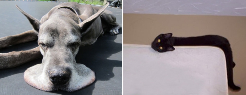 21 argumentos indiscutibles a favor del hecho de que los animales son líquidos 21 argumentos indiscutibles a favor del hecho de que los animales son líquidos