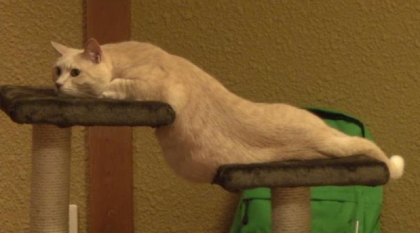 21 argumentos indiscutibles a favor del hecho de que los animales son líquidos 21 argumentos indiscutibles a favor del hecho de que los animales son líquidos