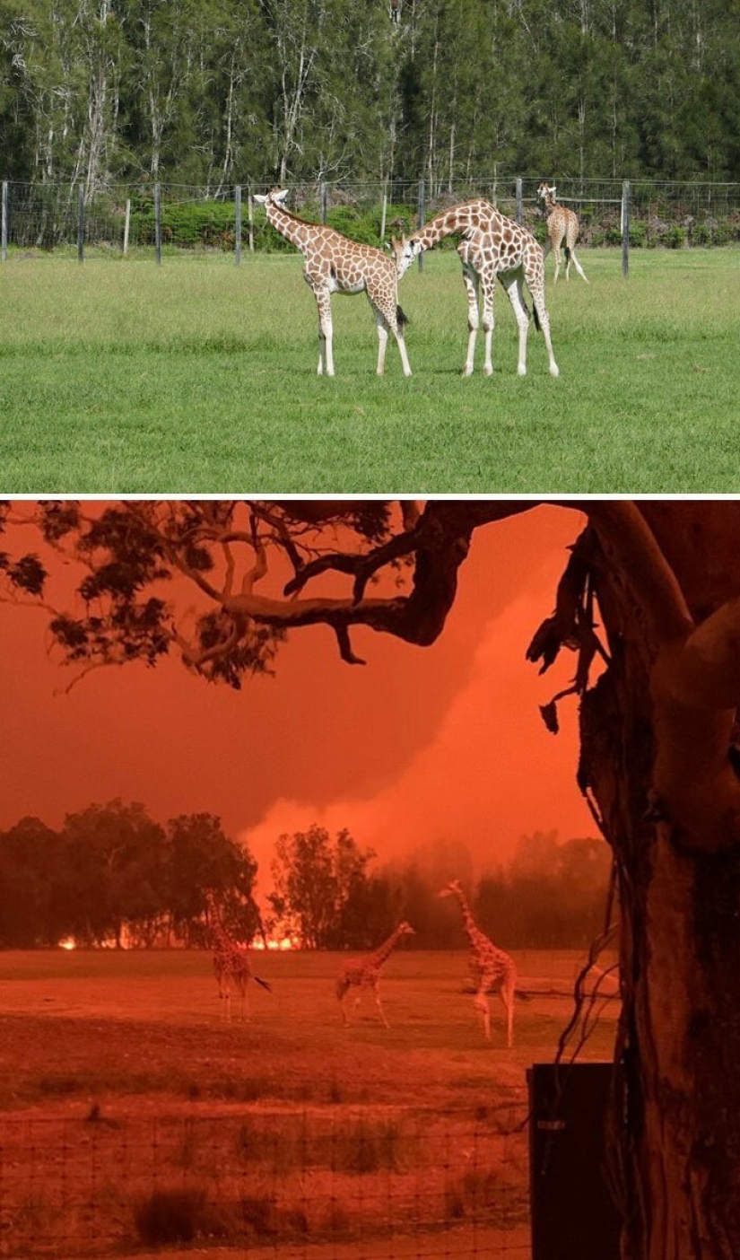21 fotos que muestran las secuelas de los terribles incendios forestales en Australia 21 fotos que muestran las secuelas de los terribles incendios forestales en Australia