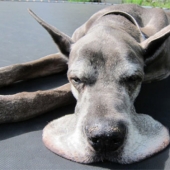 21 indisputable arguments in favor of the fact that animals are liquid