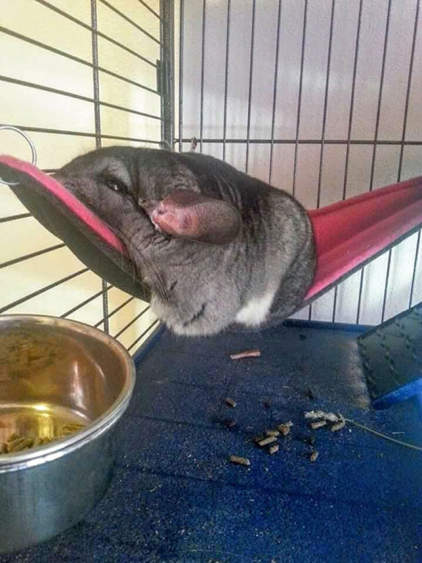 21 indisputable arguments in favor of the fact that animals are liquid