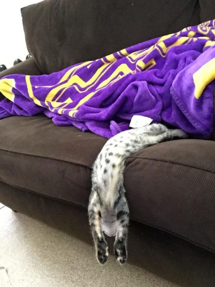 21 indisputable arguments in favor of the fact that animals are liquid