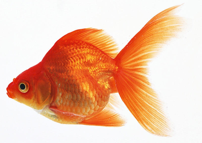 21 myths refuted by the "Destroyers of legends"