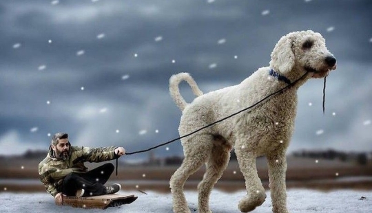 22 fotos divertidas sobre las increíbles aventuras de un fotógrafo y su perro" gigante"