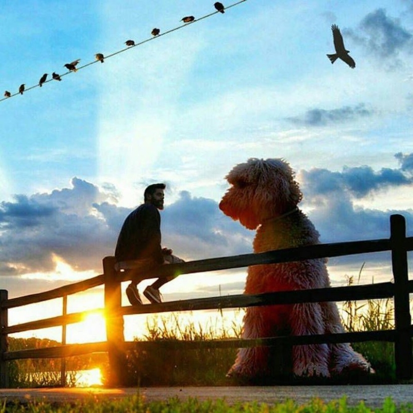 22 funny photos about the incredible adventures of a photographer and his "giant" dog