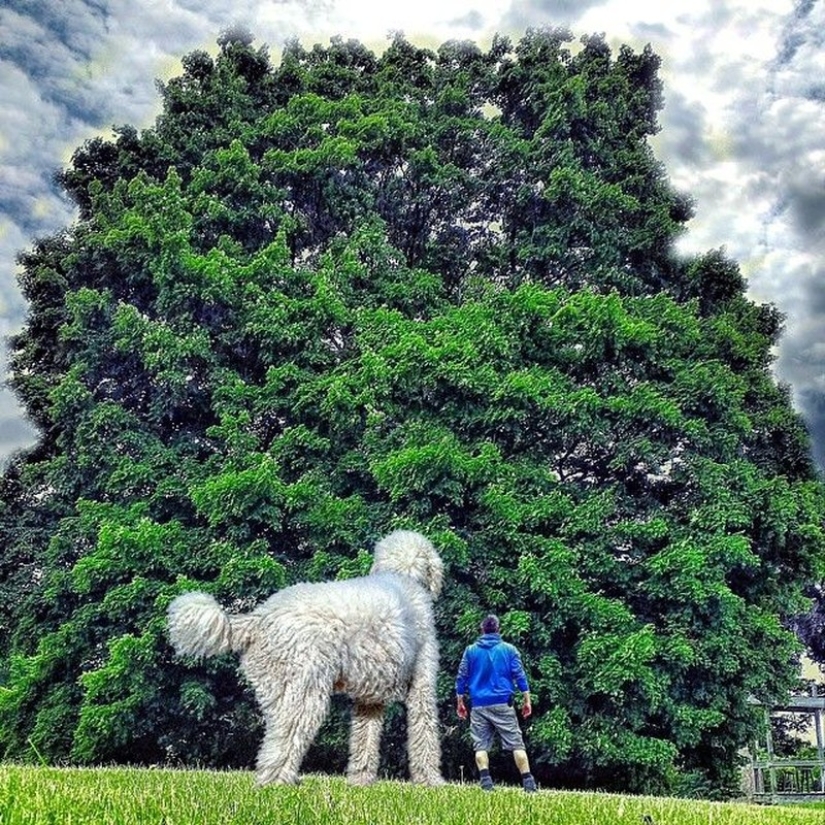 22 funny photos about the incredible adventures of a photographer and his "giant" dog