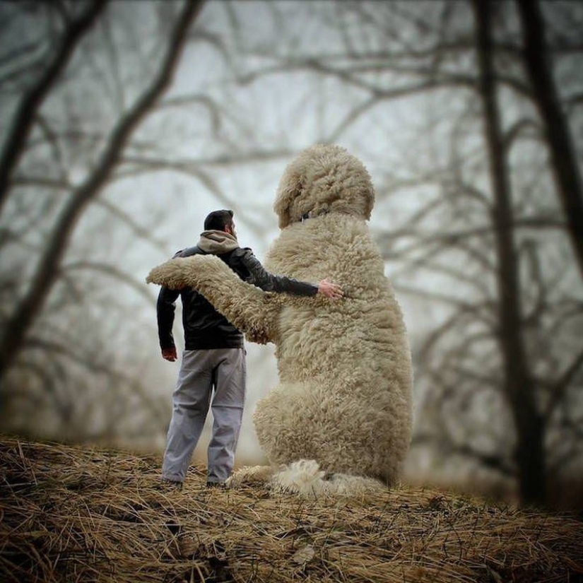 22 funny photos about the incredible adventures of a photographer and his "giant" dog