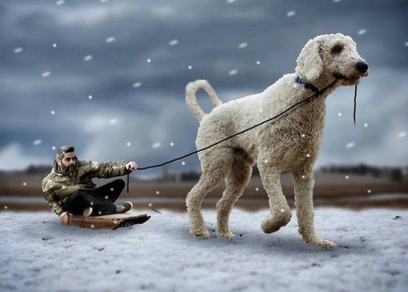 22 funny pictures about the incredible adventures of a photographer and his giant dog 22 funny pictures about the incredible adventures of a photographer and his giant dog