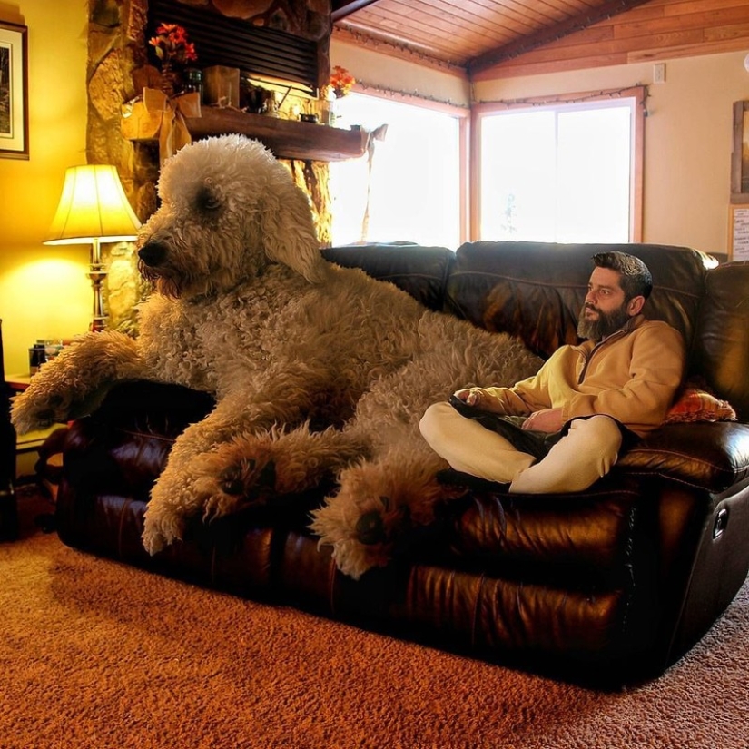 22 funny pictures about the incredible adventures of a photographer and his giant dog 22 funny pictures about the incredible adventures of a photographer and his giant dog
