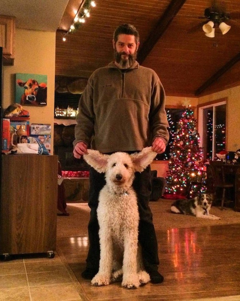 22 funny pictures about the incredible adventures of a photographer and his giant dog 22 funny pictures about the incredible adventures of a photographer and his giant dog