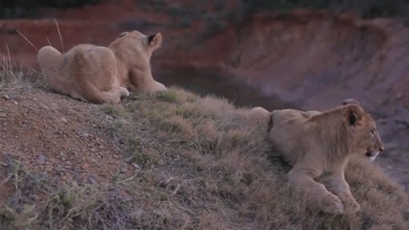 23 errores de animales más divertidos