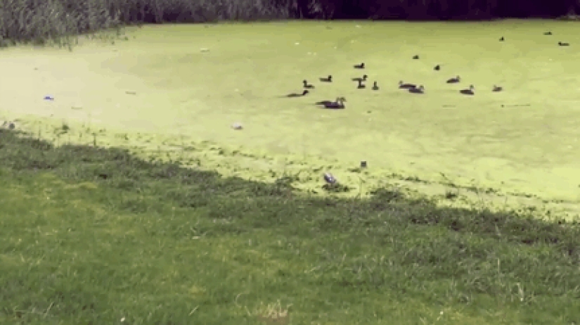 23 errores de animales más divertidos