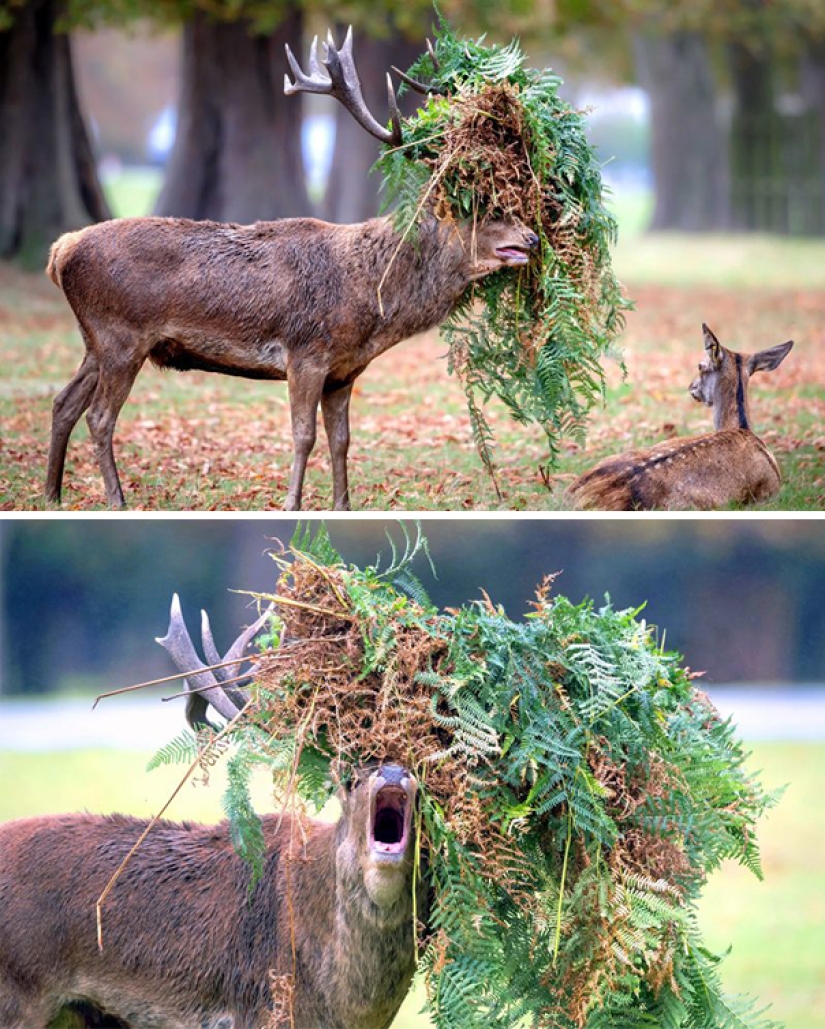 23 errores de animales más divertidos