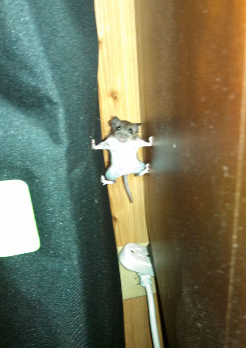 23 funniest animal blunders 23 funniest animal blunders