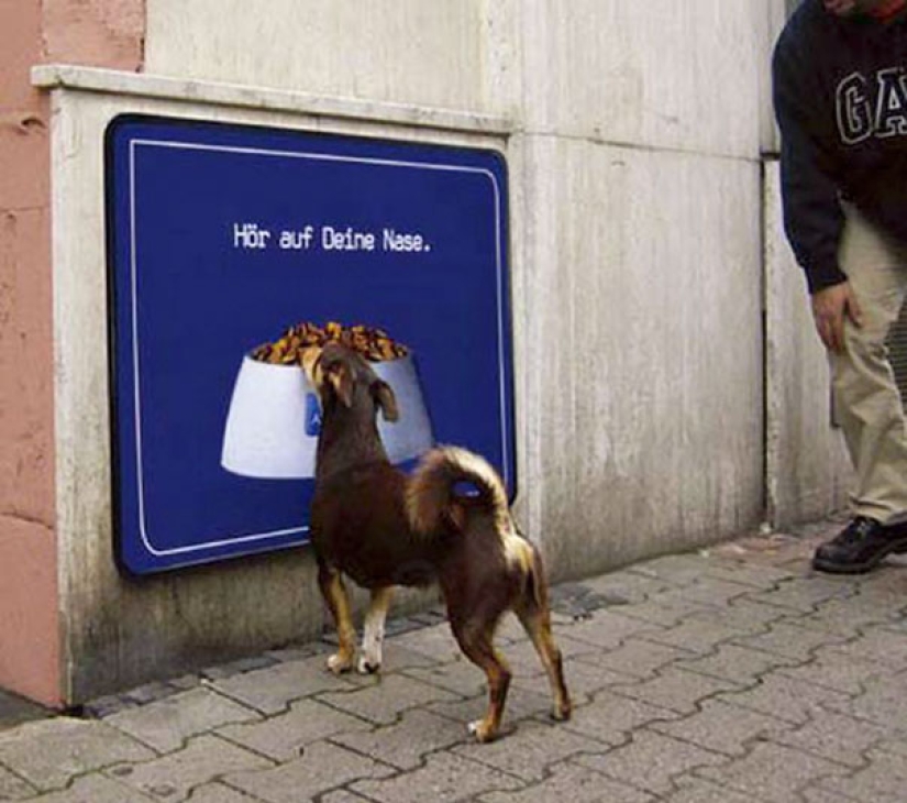 23 funniest animal blunders 23 funniest animal blunders