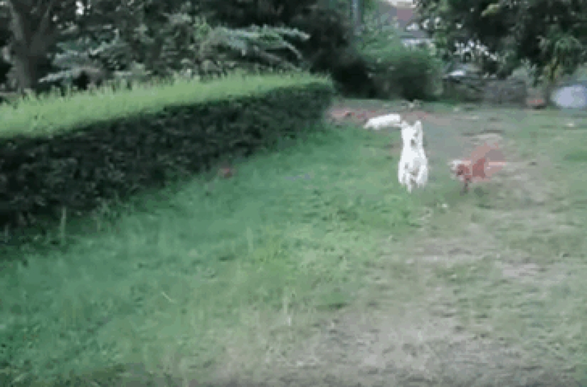 23 funniest animal blunders 23 funniest animal blunders