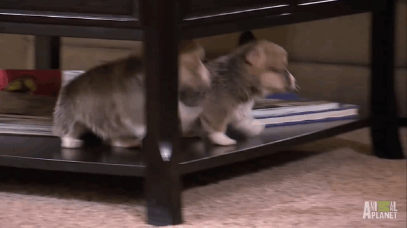 23 funniest animal blunders 23 funniest animal blunders