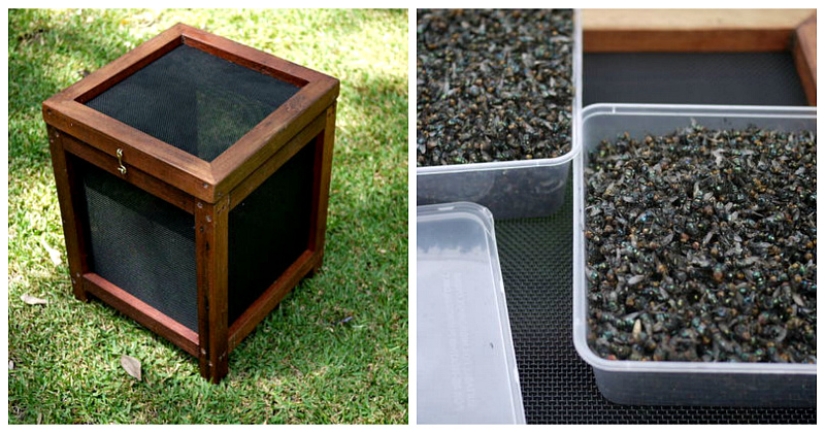 2.3 kilos of flies per week: how to get rid of insects in the country according to the Australian method 2.3 kilos of flies per week: how to get rid of insects in the country according to the Australian method