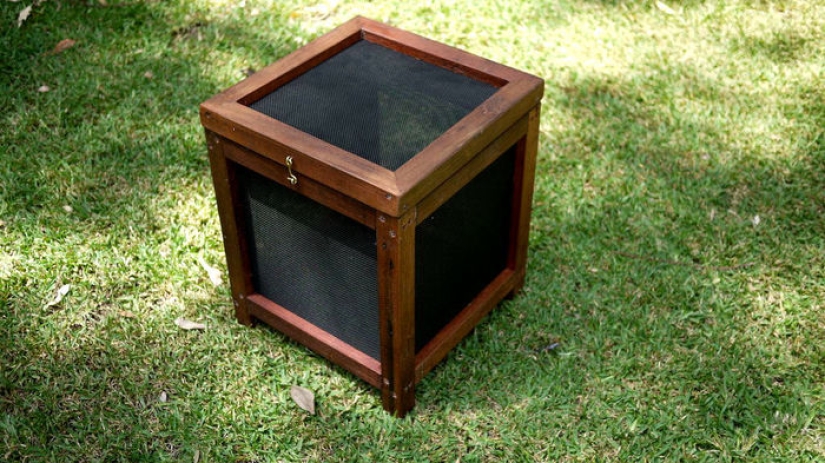 2.3 kilos of flies per week: how to get rid of insects in the country according to the Australian method 2.3 kilos of flies per week: how to get rid of insects in the country according to the Australian method