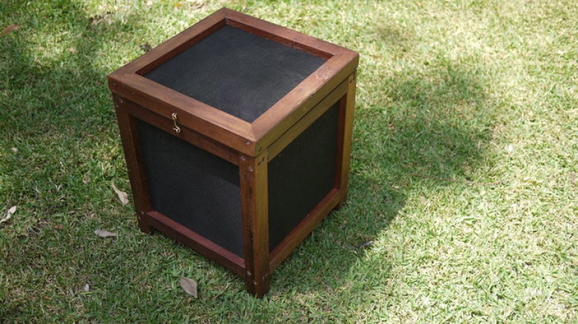 2.3 kilos of flies per week: how to get rid of insects in the country according to the Australian method 2.3 kilos of flies per week: how to get rid of insects in the country according to the Australian method