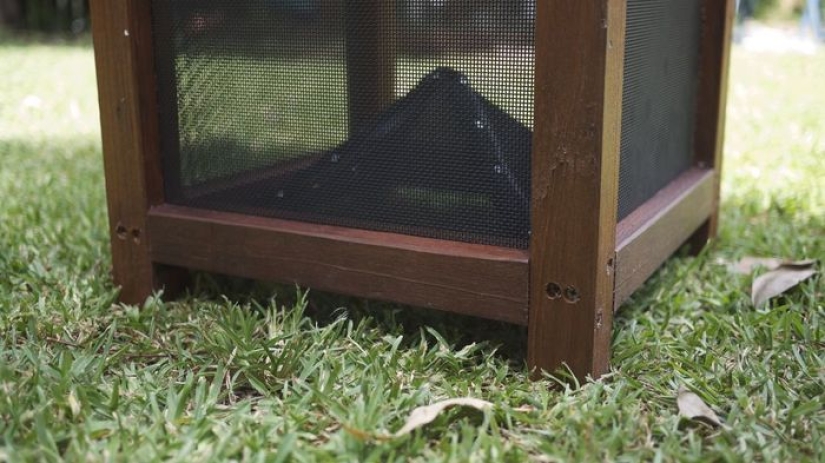 2.3 kilos of flies per week: how to get rid of insects in the country according to the Australian method 2.3 kilos of flies per week: how to get rid of insects in the country according to the Australian method