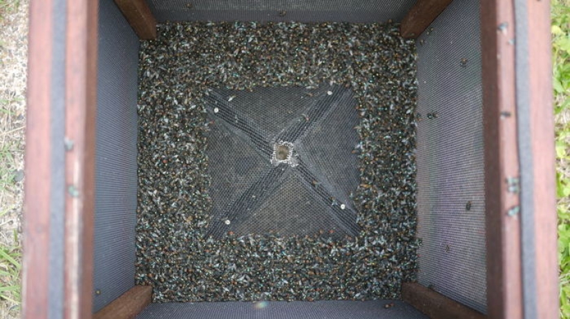 2.3 kilos of flies per week: how to get rid of insects in the country according to the Australian method 2.3 kilos of flies per week: how to get rid of insects in the country according to the Australian method