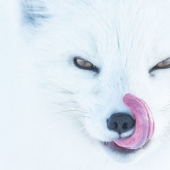 25 best works from the Siena Photo Awards 2018 photo contest