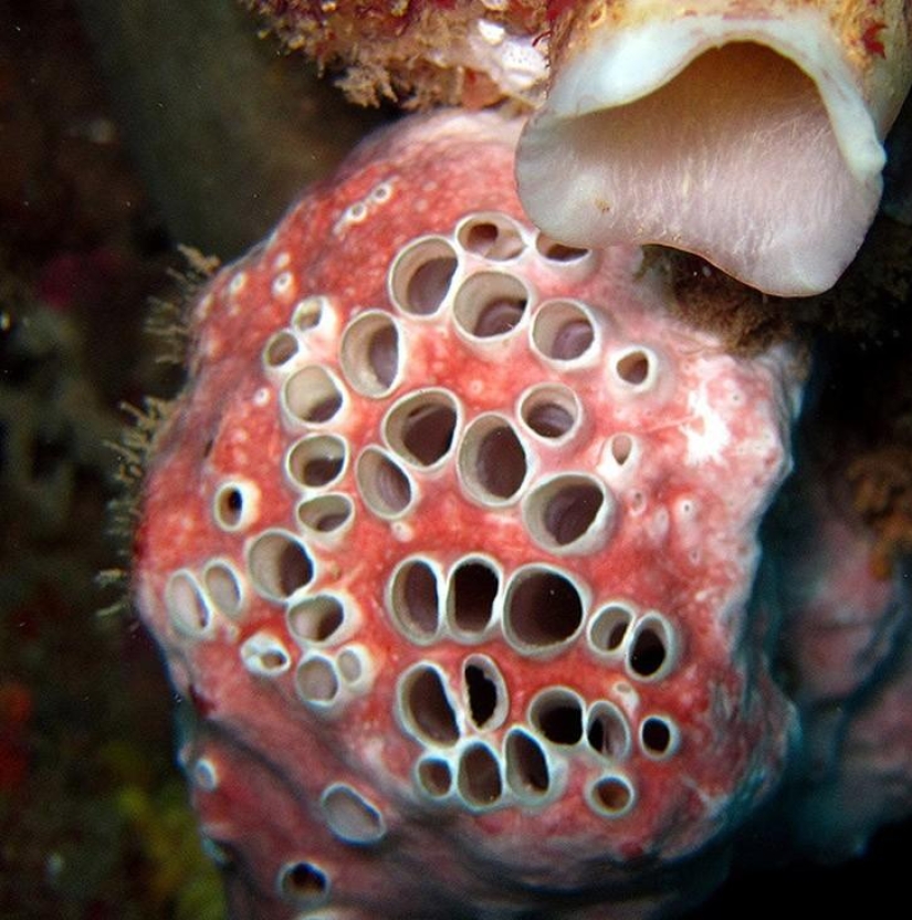 25 fobias humanas sorprendentes que realmente existen