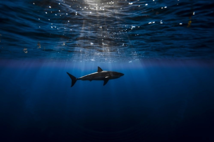 25 frames that charmed even professional photographers