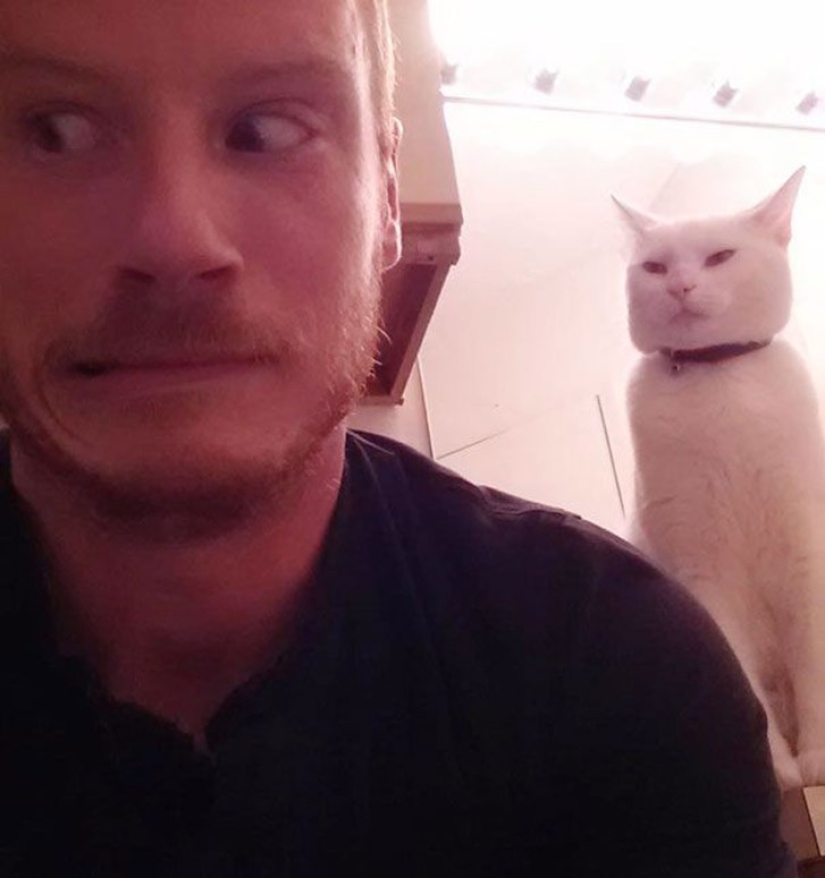 25 gatos insidiosos que planeaban matar a sus dueños en secreto 25 gatos insidiosos que planeaban matar a sus dueños en secreto