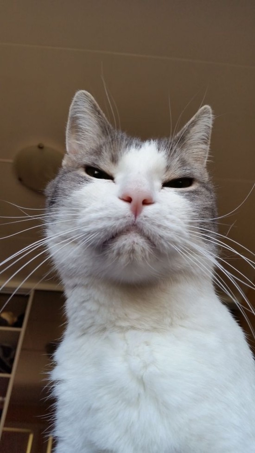 25 gatos insidiosos que planeaban matar a sus dueños en secreto 25 gatos insidiosos que planeaban matar a sus dueños en secreto