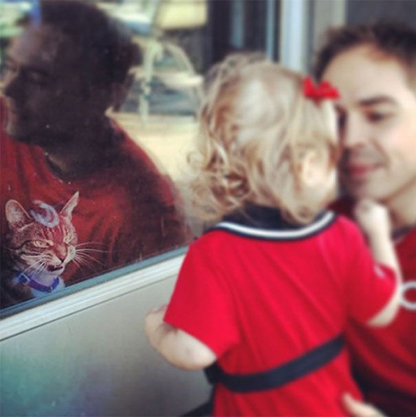 25 gatos insidiosos que planeaban matar a sus dueños en secreto 25 gatos insidiosos que planeaban matar a sus dueños en secreto