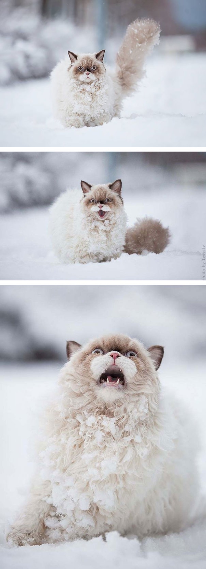 25 gatos insidiosos que planeaban matar a sus dueños en secreto 25 gatos insidiosos que planeaban matar a sus dueños en secreto