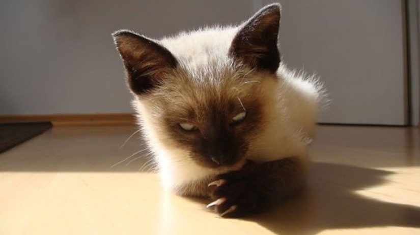 25 gatos insidiosos que planeaban matar a sus dueños en secreto 25 gatos insidiosos que planeaban matar a sus dueños en secreto