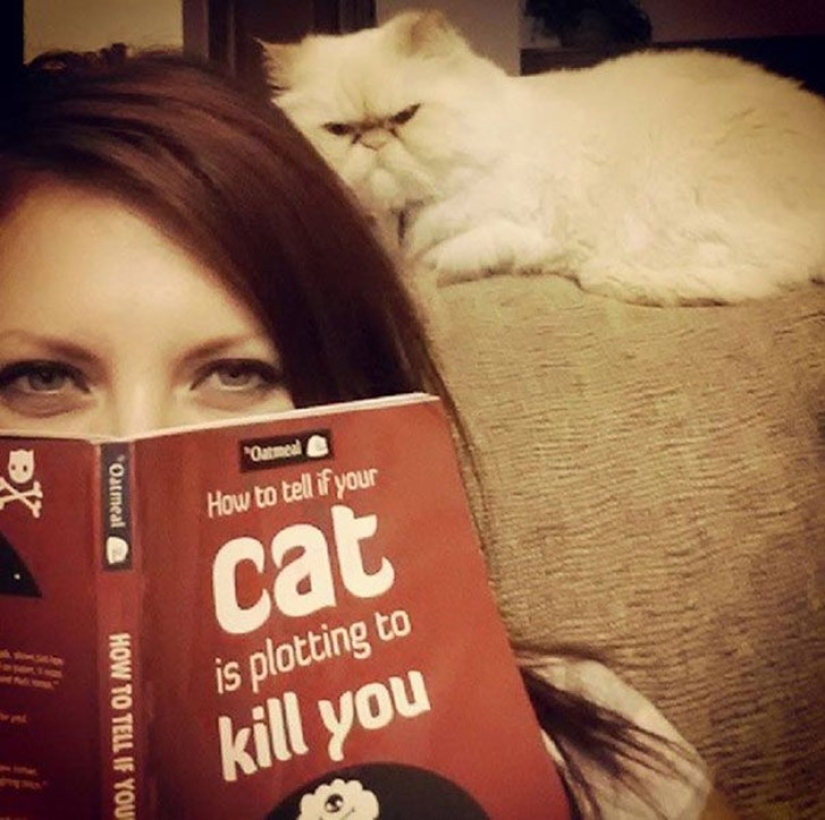 25 insidious cats who secretly planned to kill their owners 25 insidious cats who secretly planned to kill their owners