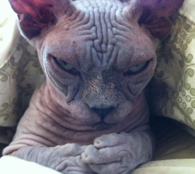 25 insidious cats who secretly planned to kill their owners 25 insidious cats who secretly planned to kill their owners