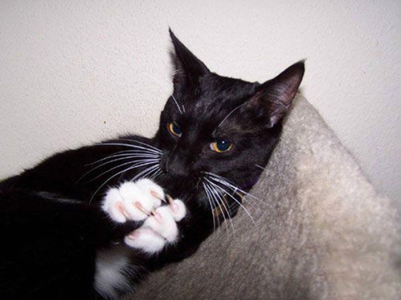 25 insidious cats who secretly planned to kill their owners 25 insidious cats who secretly planned to kill their owners