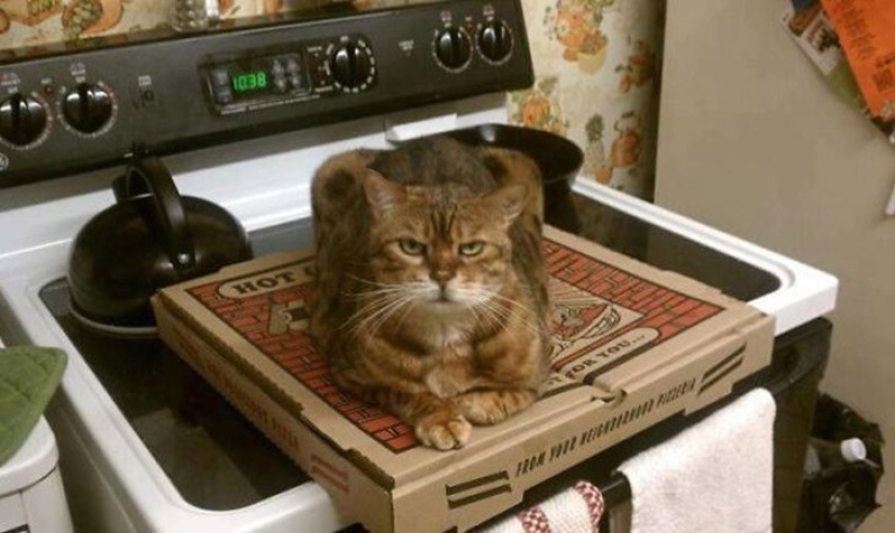 25 insidious cats who secretly planned to kill their owners 25 insidious cats who secretly planned to kill their owners