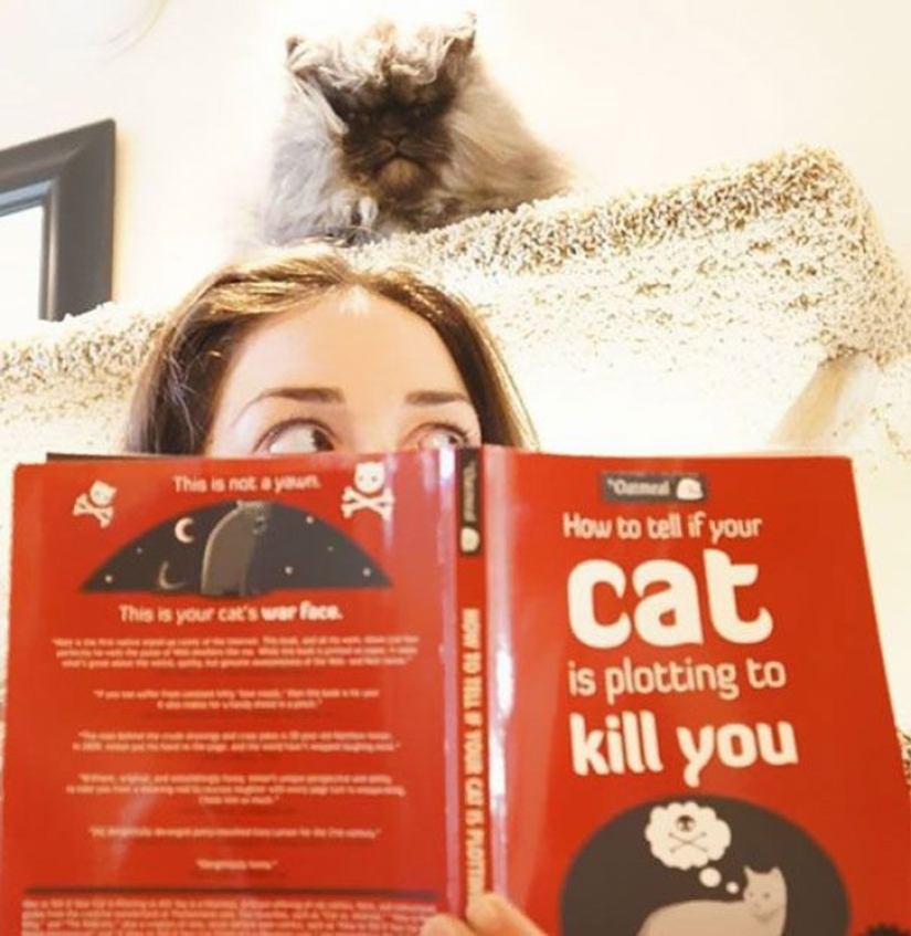 25 insidious cats who secretly planned to kill their owners 25 insidious cats who secretly planned to kill their owners