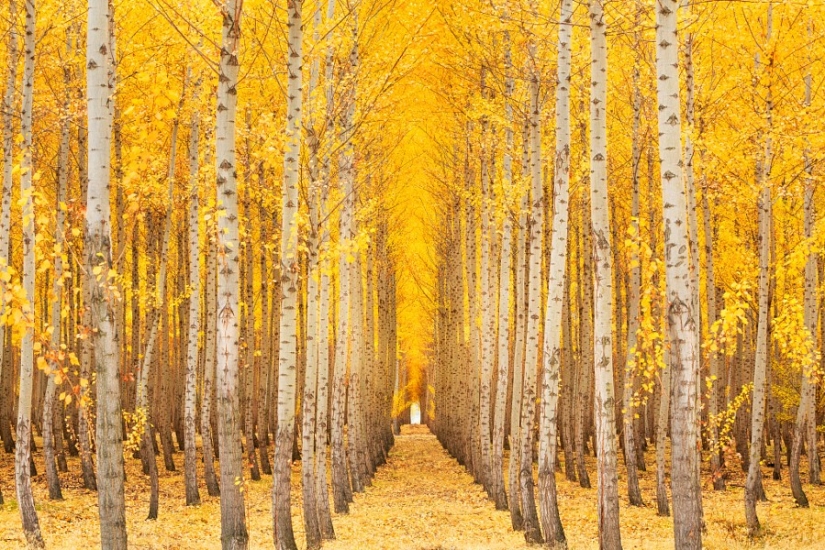 30 harmonious photos with perfect symmetry 30 harmonious photos with perfect symmetry