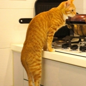 30 maneras de usar gatos en el hogar