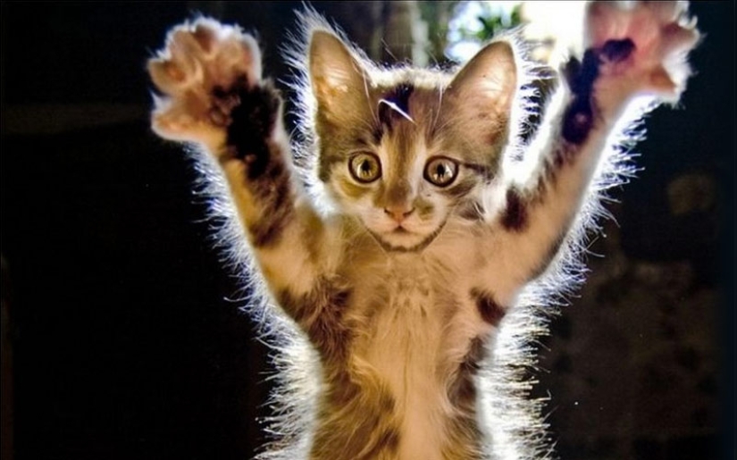 30 maneras de usar gatos en el hogar 30 maneras de usar gatos en el hogar