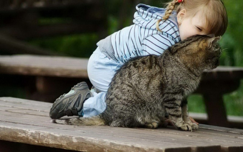 30 maneras de usar gatos en el hogar 30 maneras de usar gatos en el hogar